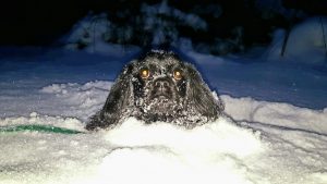 Jasper the dog in the snow